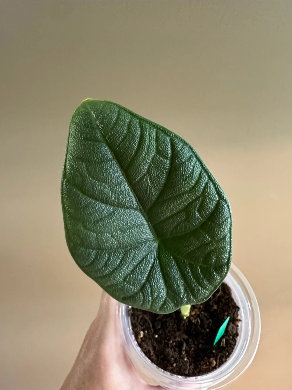 Alocasia Melo